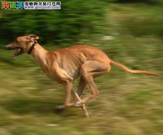 着手训练格力犬主人应关注哪些方面