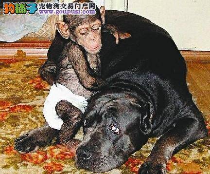 俄罗斯一藏獒“收养”黑猩猩，把它当幼獒抚养