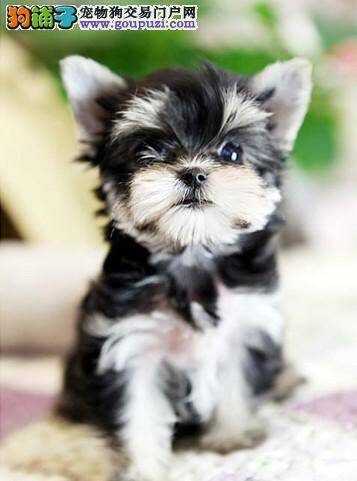 约克夏有口臭，流口水该怎么办