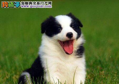 为什么我家边境牧羊犬一喝水就咳嗽