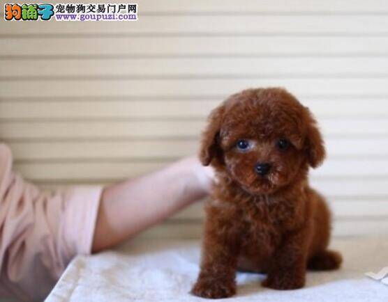 狗狗学习班 训练泰迪犬学会新本领的几个方法