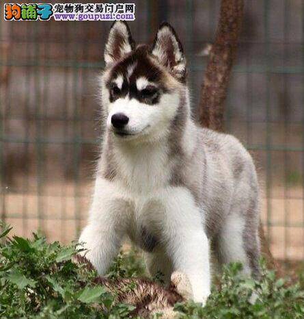 哈士奇突然吐了是什么原因