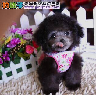 泰迪犬总在睡觉的地方尿尿如何是好