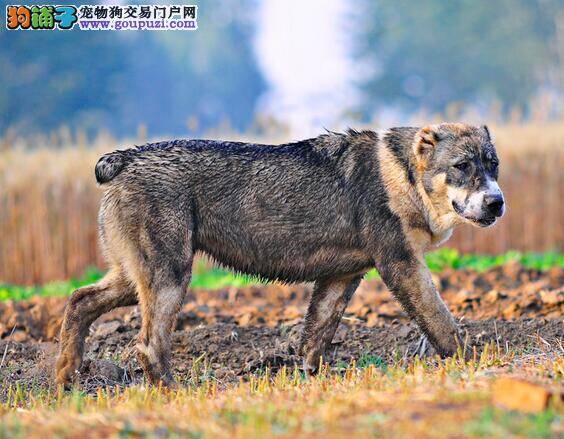 中亚牧羊犬便便后刻意掩盖的原因