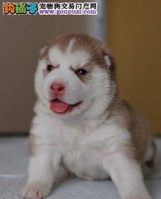 狗狗饲养锦集 哈士奇身上出现异味怎么办