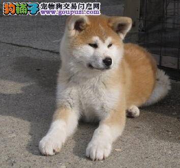 狗狗饮食方面问题多 速来了解秋田犬不吃饭的原因