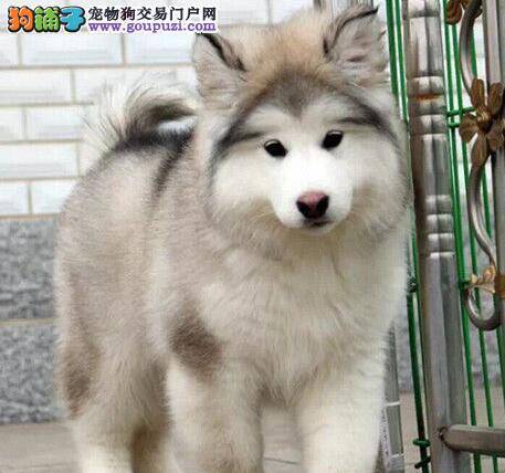 阿拉斯加犬什么时候注射疫苗驱虫最好