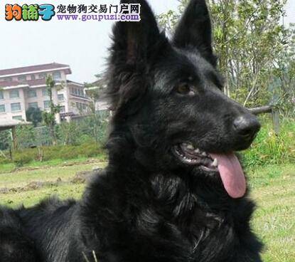 生活全解答 比利时牧羊犬做节育手术好吗