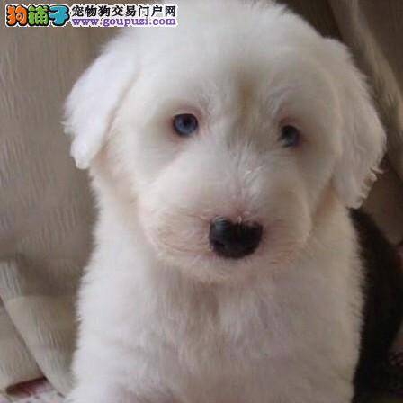 我家古代牧羊犬牙龈红肿如何治疗