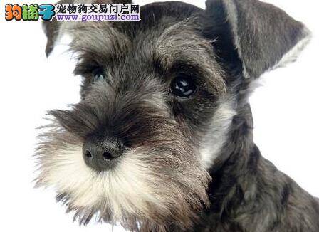 饲养有妙招 炎热夏季如何让约克夏远离中暑烦恼