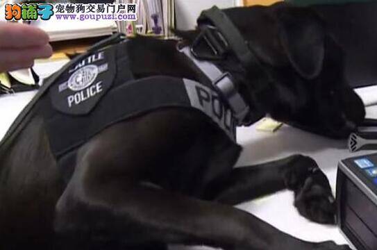 美国警局计划培训“色情侦探犬”将有望于参加搜寻工作