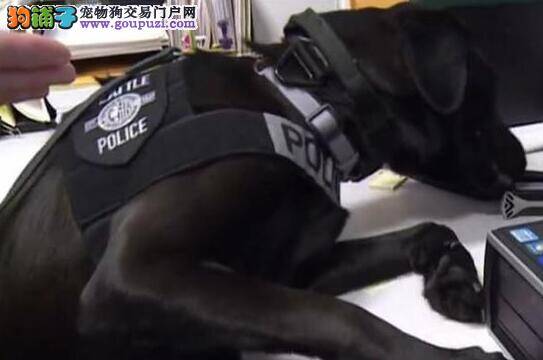 警方提醒今年年底结束养犬登记首年免费优惠活动