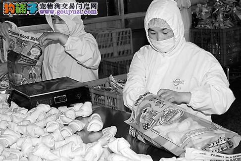 温州多家宠物食品企业进入国外市场，宠物经济节节攀升