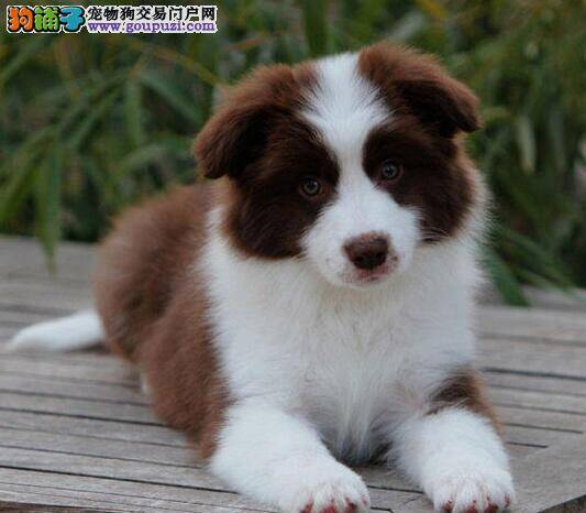 真心求助 边境牧羊犬总拉肚子怎么办