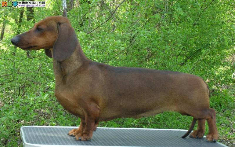 腊肠犬最近上吐下泻是什么问题