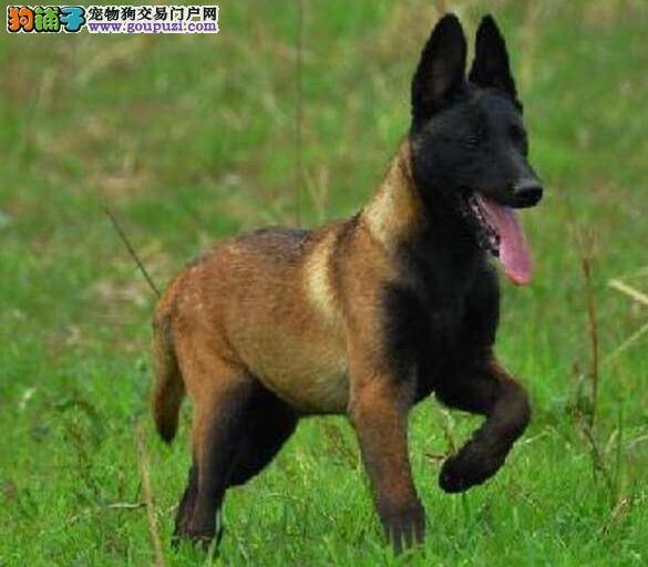 谈论马犬受到人们欢迎的具体原因