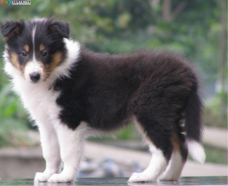 苏格兰牧羊犬拉软便怎么调理肠胃