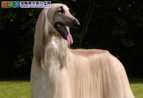 开心一日游 如何让阿富汗猎犬适应坐车的感觉