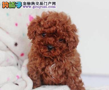保护泰迪犬幼犬的健康有哪些方法 专家给你支个招