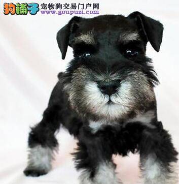 怀孕期间的雪纳瑞什么时候可以洗澡