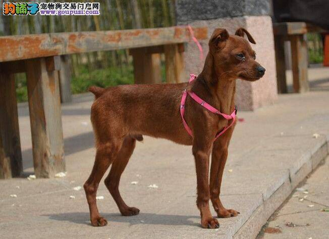 详细介绍小鹿犬的重点特征与挑选的依据
