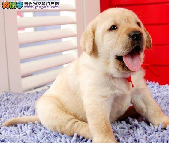 了解拉布拉多犬的性格特点 让你快速挑选到优秀犬