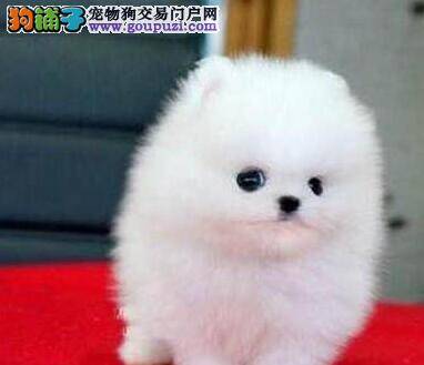 饲养博美犬的常识有哪些是需要铭记的