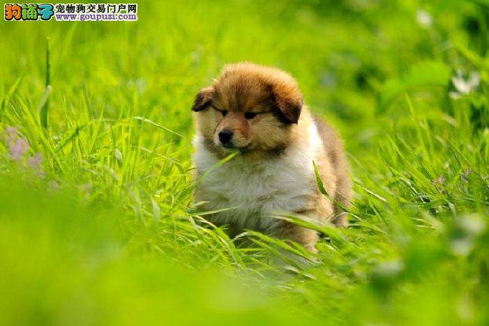 苏格兰牧羊犬在冬季的饲养方法分享