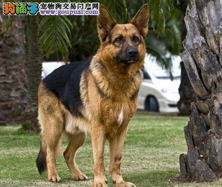 科学梳理六步骤 给德国牧羊犬美容的简单方法