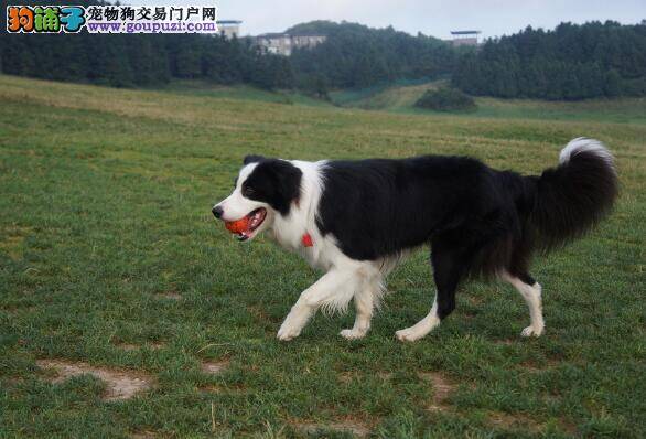 教你选优去劣 让你轻松的挑选到优秀的边境牧羊犬