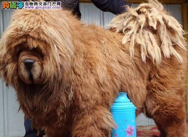 藏獒患上肠胃炎，呕吐拉稀吃什么药好