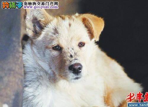 主人因病去世，忠犬绝食守在主人坟边不肯离去