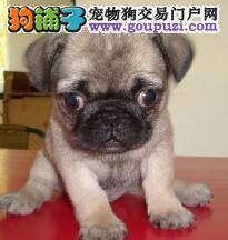 巴哥犬患上病毒性细小要怎么治疗