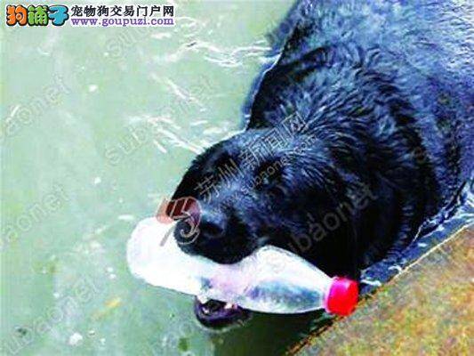 两条可爱的宠物犬成了河道保洁工作者