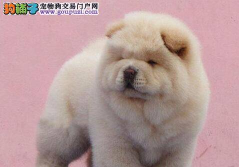 购买松狮犬有哪些值得学习的指南
