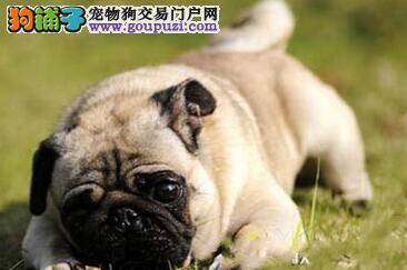 巴哥犬半夜一直干咳是什么原因