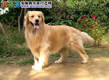 你需要知道的金毛犬的犬种特征有哪些