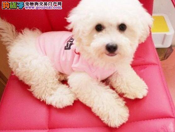 购买经验 纯种健康的比熊犬有什么特点