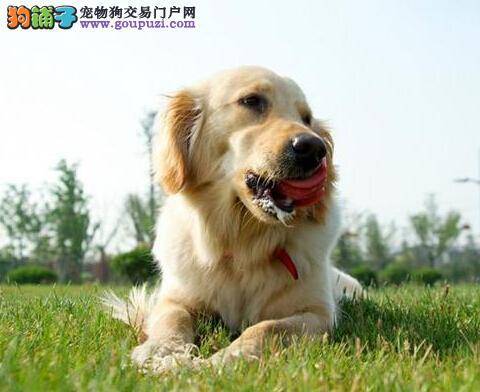 睡眠好身体就好 培养金毛犬良好睡眠的技巧