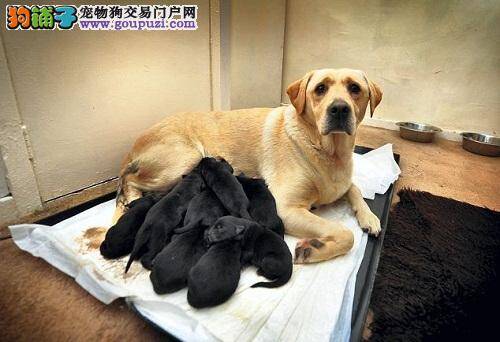 奇闻：黄色的狗妈妈竟然生出12只纯黑色的狗宝宝