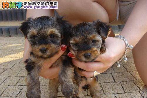 三个多月的约克夏吃驱虫药后拉稀，呕吐没事吧