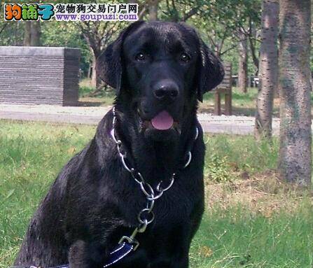 全方位梳理方案 拉布拉多犬告别打结现象