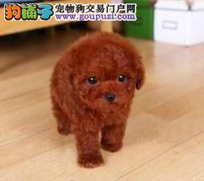 最近茶杯犬不听话脾气暴躁，应如何纠正最好