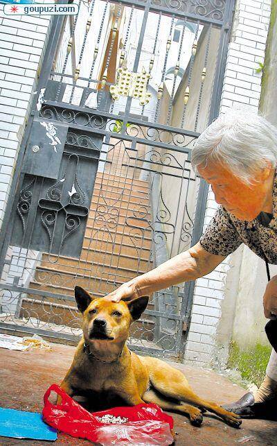 中国藏獒画家第一人当上犬协副会长