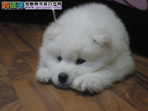 帮狗度过安乐余生 高龄萨摩耶的特别护理方法