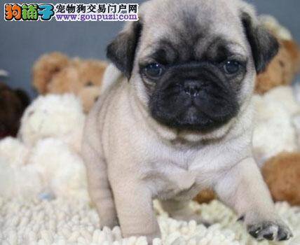 想买健健康康的巴哥犬应该如何慎重对待