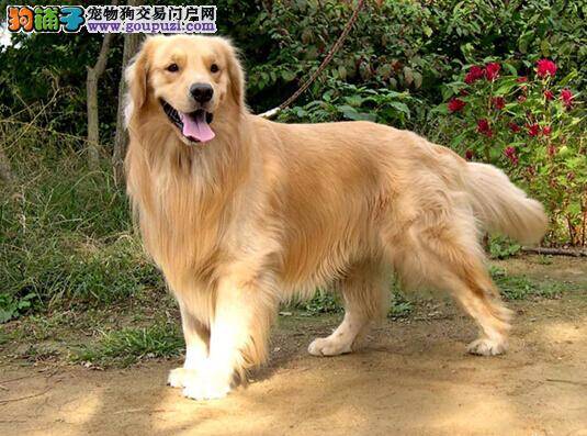 夏日艳阳防晒要诀 金毛犬防晒工作不容忽视