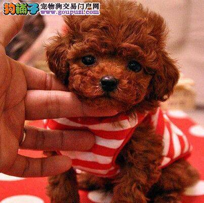 怎样区分不同品质不同标准的贵宾犬