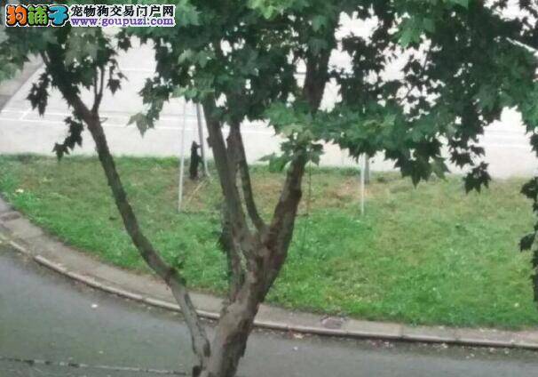 残忍！学校领导下令处理 冷血保安吊死野狗