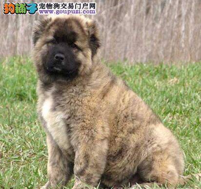 健康高加索犬在身体方面有哪些明显的特征
